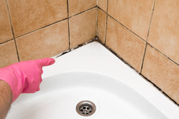 Best Toxic Mold Removal  in Opa Locka, FL