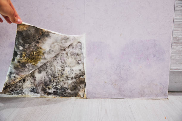 Best Residential Mold Removal  in Opa Locka, FL